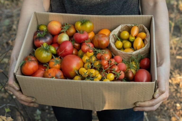 Cómo almacenar tomates frescos de la manera correcta