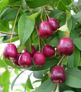 eugenia planta fruto - Pesquisa Google | Exotic fruit, Growing fruit, Fruit