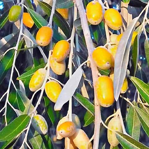 Elaeagnus angustifolia - Arbolapp