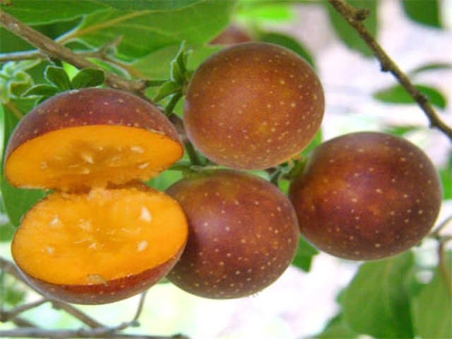 Imagen de dovyalis, pequeñas frutas redondas y de color rojo intenso, agrupadas en racimos, algunas partidas para mostrar su interior jugoso.