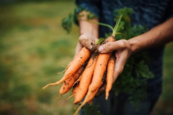 Descubra nuestros consejos para una conservación óptima de las zanahorias